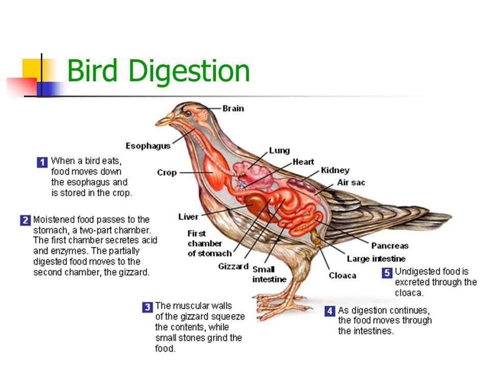 Illustration Of Chicken S Digestive System