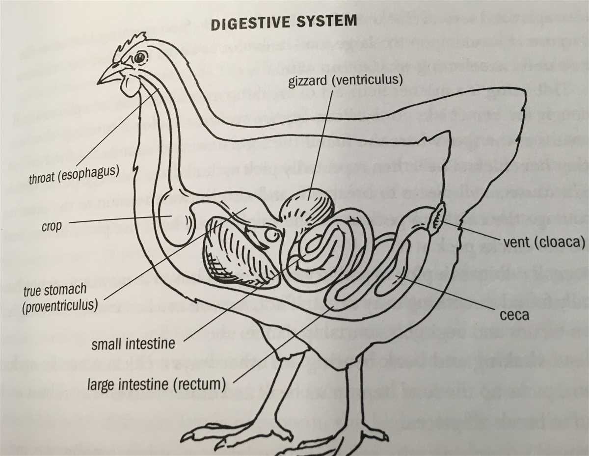 Illustration Of Chicken S Digestive System